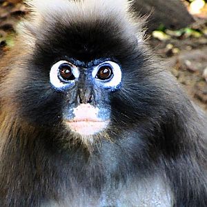 Spectacled Langur