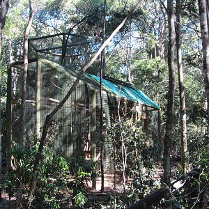 Introduction Cage for Buff-cheeked Gibbon Pair