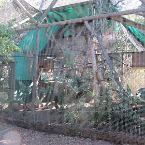 Tamarin Enclosure