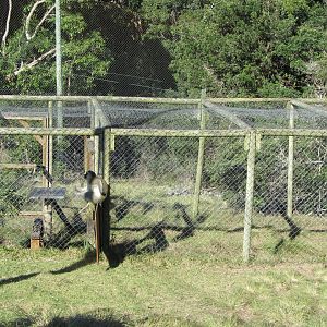 Live Trap for Wild Vervet Monkeys