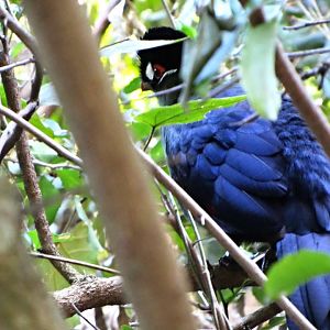 Hartlaub's Turaco