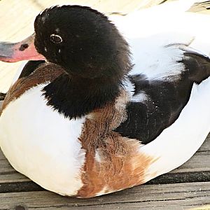 Common Shelduck