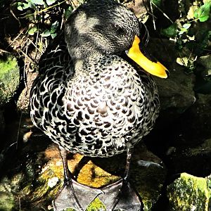 Yellow-billed Duck