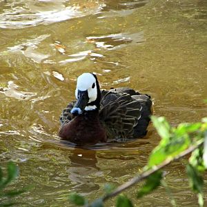White-faced Whistling Duck