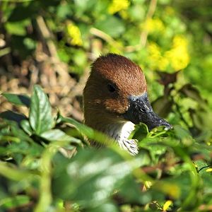 Fulvous Whistling Duck