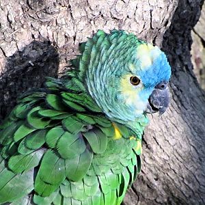 Blue-fronted Amazon