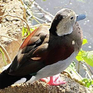Ringed Teal