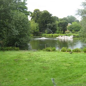 Cologne Zoo - Pelican exhibit