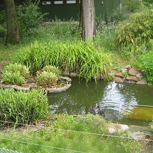 Cologne Zoo - Bronze-winged duck exhibit