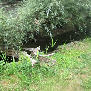 Cologne Zoo - Eurasian otter exhibit