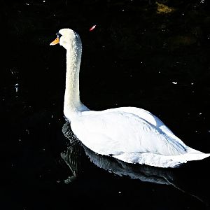 Mute Swan