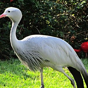 Blue Crane and Scarlet Ibises