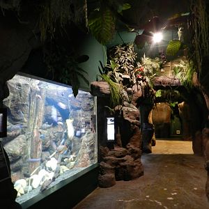 Nile River aquariums