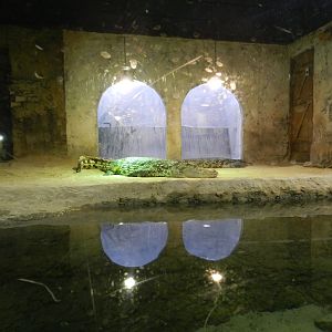 Nile Crocodile enclosure