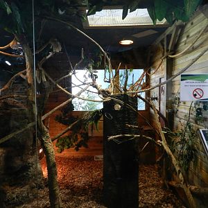 Geoffroy´s Marmoset enclosure