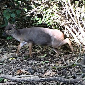 Cape Blue Duiker