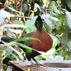 Purple-crested Turaco
