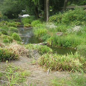 Cologne Zoo - Steamer duck exhibit