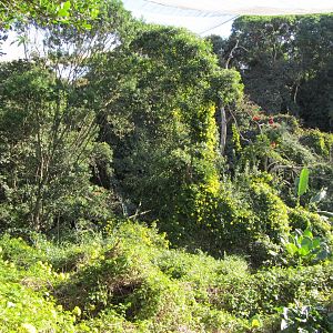 View Inside Massive Walk-through Aviary