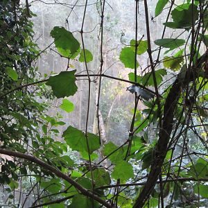 View Inside Massive Walk-through Aviary