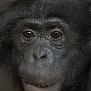 Bonobo