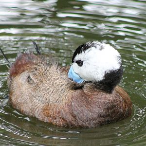 White-headed duck