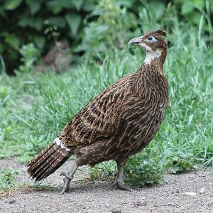 Himalayan monal - female