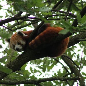 Red panda