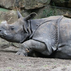 Indian one-horned rhinoceros
