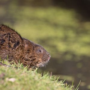 European water vole : British Wildlife Centre : 05 Oct 2018