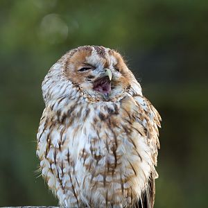 Tawny owl : British Wildlife Centre : 05 Oct 2018