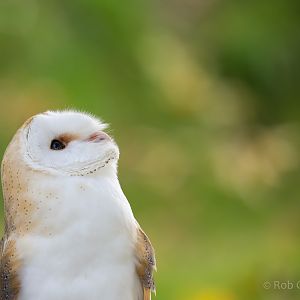 Barn owl : British Wildlife Centre : 05 Oct 2018