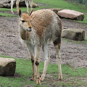 Vicuna