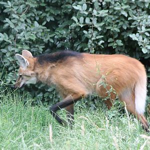 Maned wolf