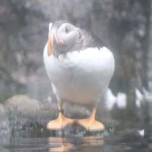 Puffin