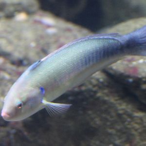 Wrasse ID
