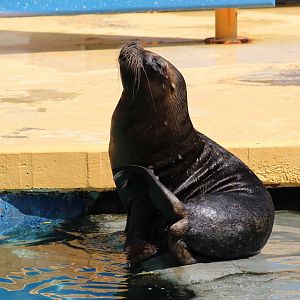 Patagonian Sea Lion
