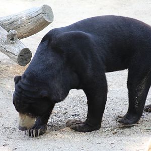 Malayan Sun Bear