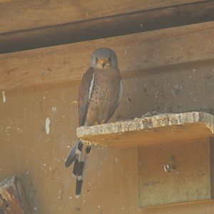 Lesser Kestrel