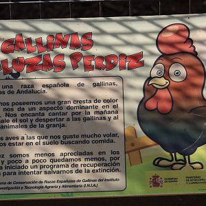 Andalusian Chicken Signage