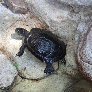 Yellow-Bellied Slider