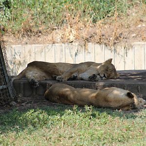 Asiatic Lions