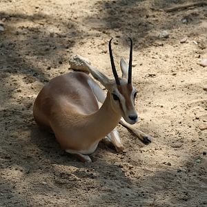 Dorcas Gazelle