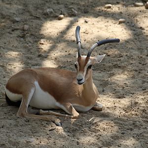 Dorcas Gazelle