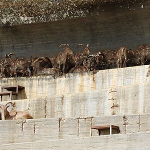 Barbary Sheep Herd