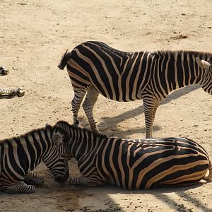 Burchell's Zebra