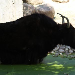Domestic Yak