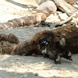 Domestic Bactrian Camel