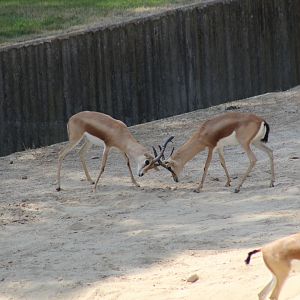 Sparring Dorcas Gazelles