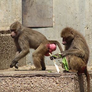 Hamadryas Baboons